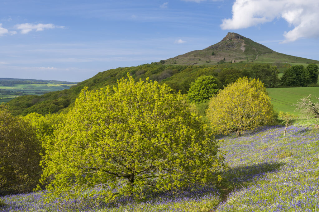 England, North Yorkshire, North York Moors National Park. A blanket of Bluebells and the distinctive peak of Roseberry Topping.