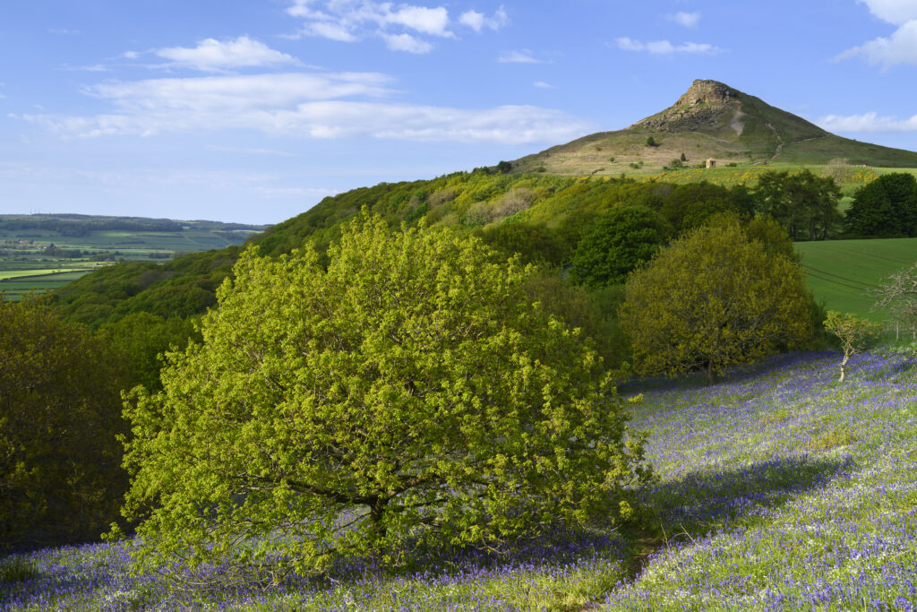 England, North Yorkshire, North York Moors National Park. A blanket of Bluebells and the distinctive peak of Roseberry Topping.