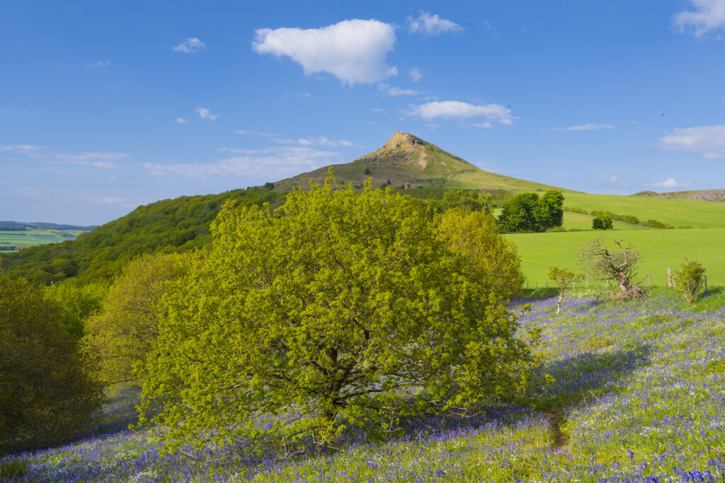 England, North Yorkshire, North York Moors National Park. A blanket of Bluebells and the distinctive peak of Roseberry Topping.