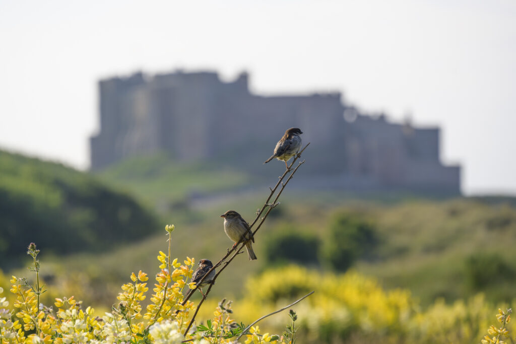 England, Northumberland, Bamburgh. Birds resting on a flowering bush near the beach sand dunes, overlooked by Bamburgh Castle.