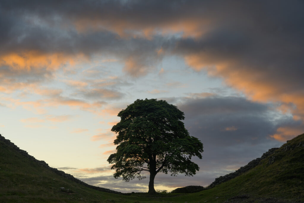 England, Northumberland, Sycamore Gap, Northumberland National Park. Sycamore Gap was a famous landmark along Hadrians Wall in the Hadrians Wall World Heritage Site.