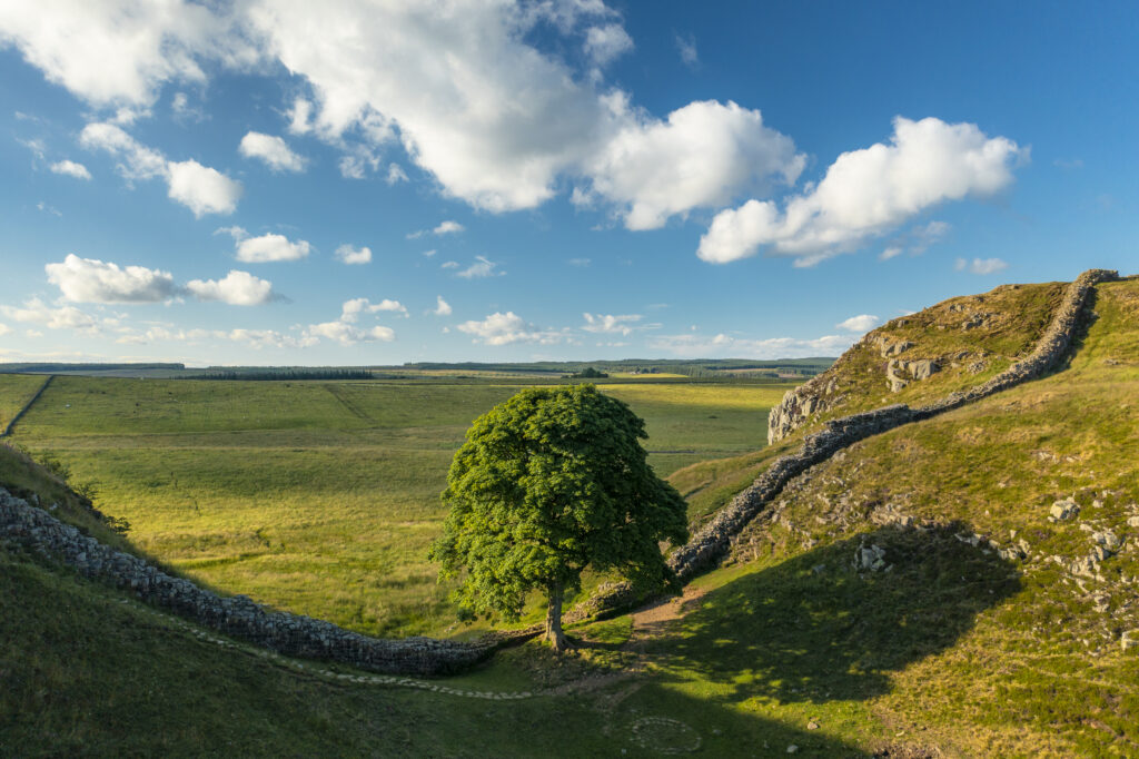 England, Northumberland, Sycamore Gap, Northumberland National Park. Sycamore Gap was a famous landmark along Hadrians Wall in the Hadrians Wall World Heritage Site.