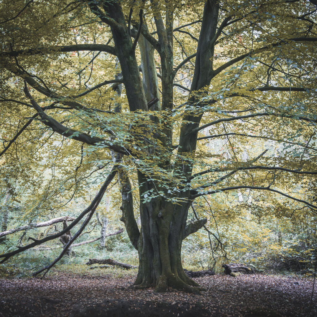 England, North Yorkshire, North York Moors National Park Portrait of a tree in Sneaton Forest in the North York Moors National Park.
