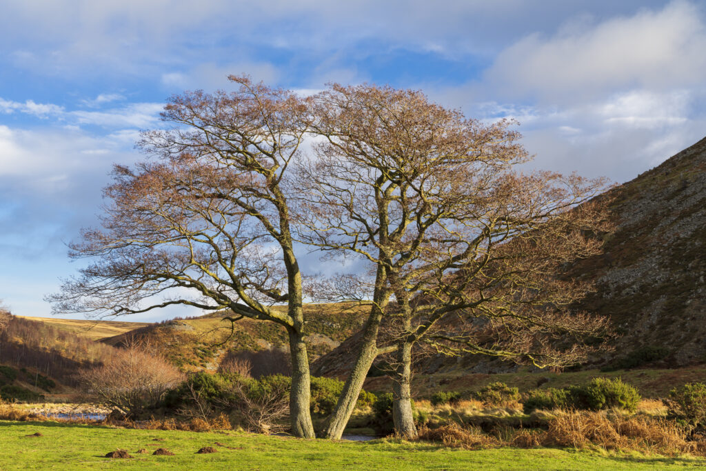 England, Northumberland, Northumberland National Park. A group of trees near Ingram in the Breamish Valley.