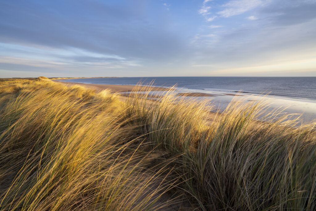 England, Northumberland, Northumberland Heritage Coast. Early morning light on the sand dunes at the Druridge Links overlooking Druridge Bay.