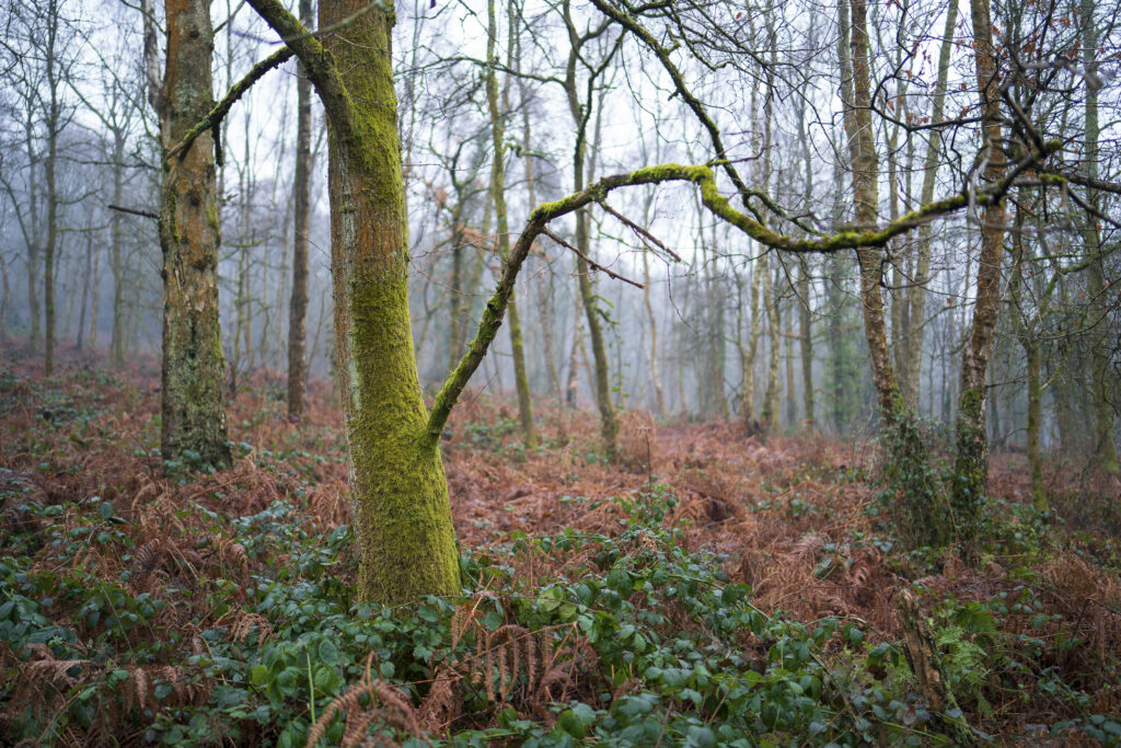 England, West Midlands, Kinver Edge. Pocket of woodland at Kinver Edge, a popular walking location near Stourbridge.
