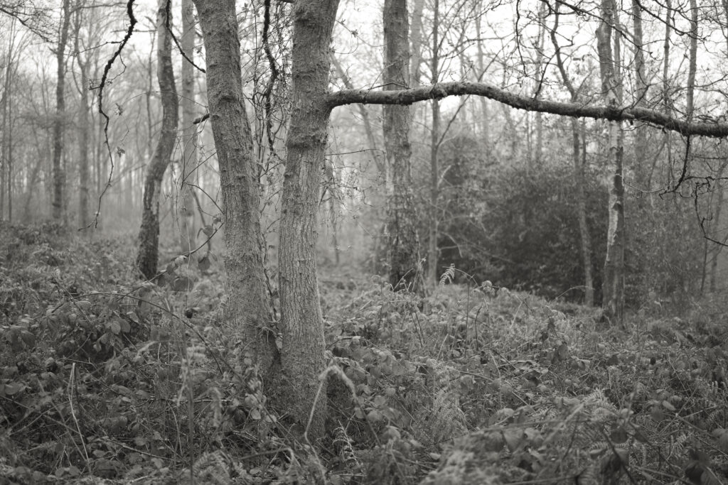 England, West Midlands, Kinver Edge. Pocket of woodland at Kinver Edge, a popular walking location near Stourbridge.