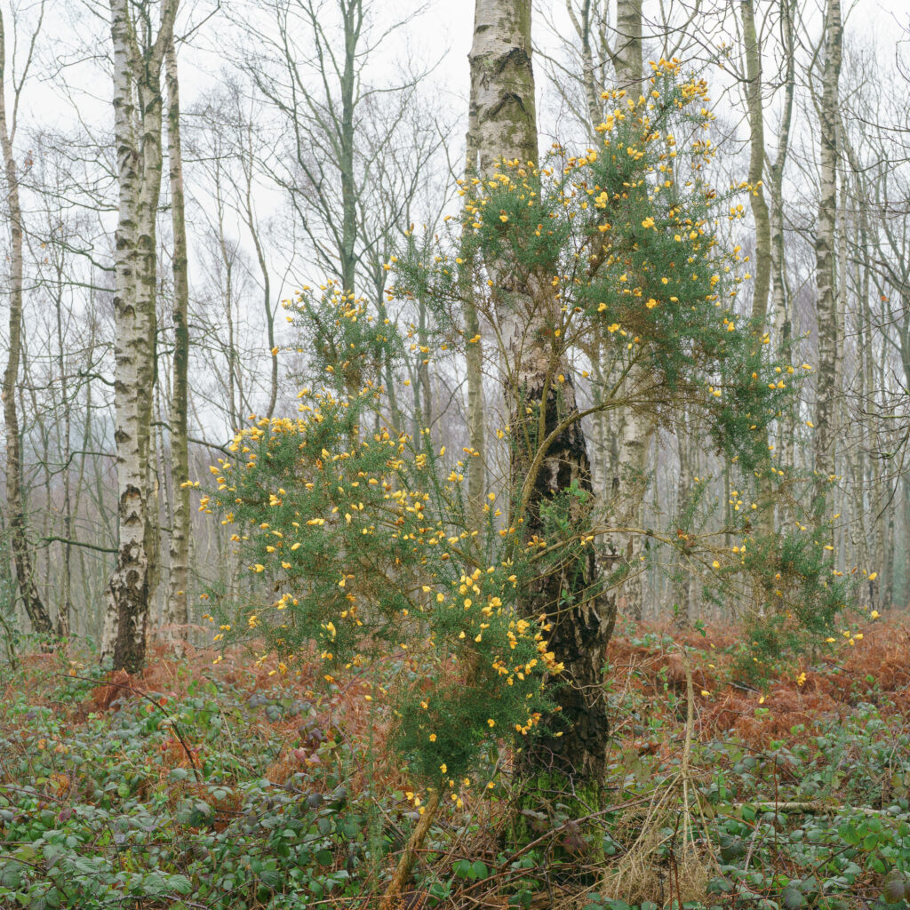 England, West Midlands, Kinver Edge. Pocket of woodland at Kinver Edge, a popular walking location near Stourbridge.