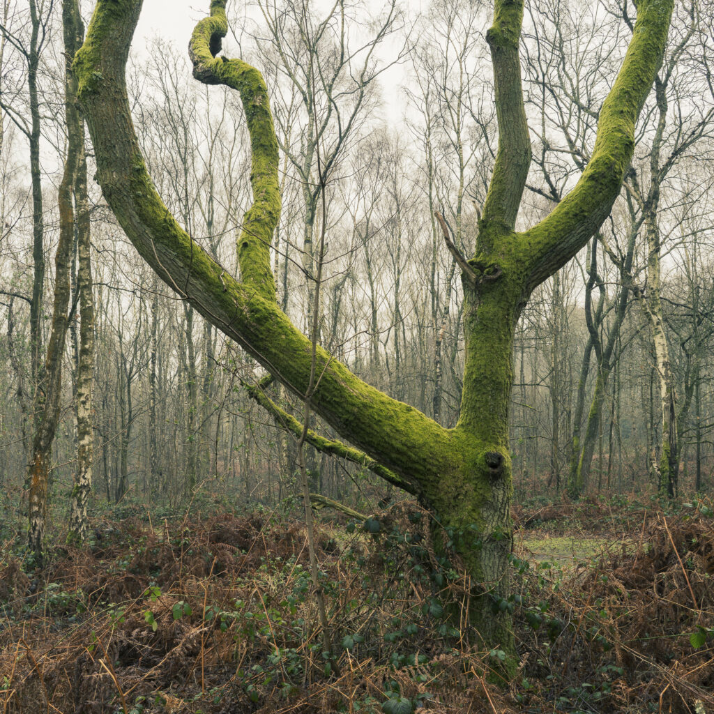 England, West Midlands, Kinver Edge. Pocket of woodland at Kinver Edge, a popular walking location near Stourbridge.