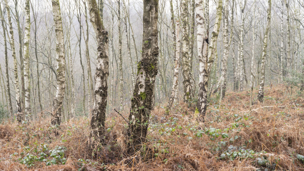 England, West Midlands, Kinver Edge. Pocket of woodland at Kinver Edge, a popular walking location near Stourbridge.