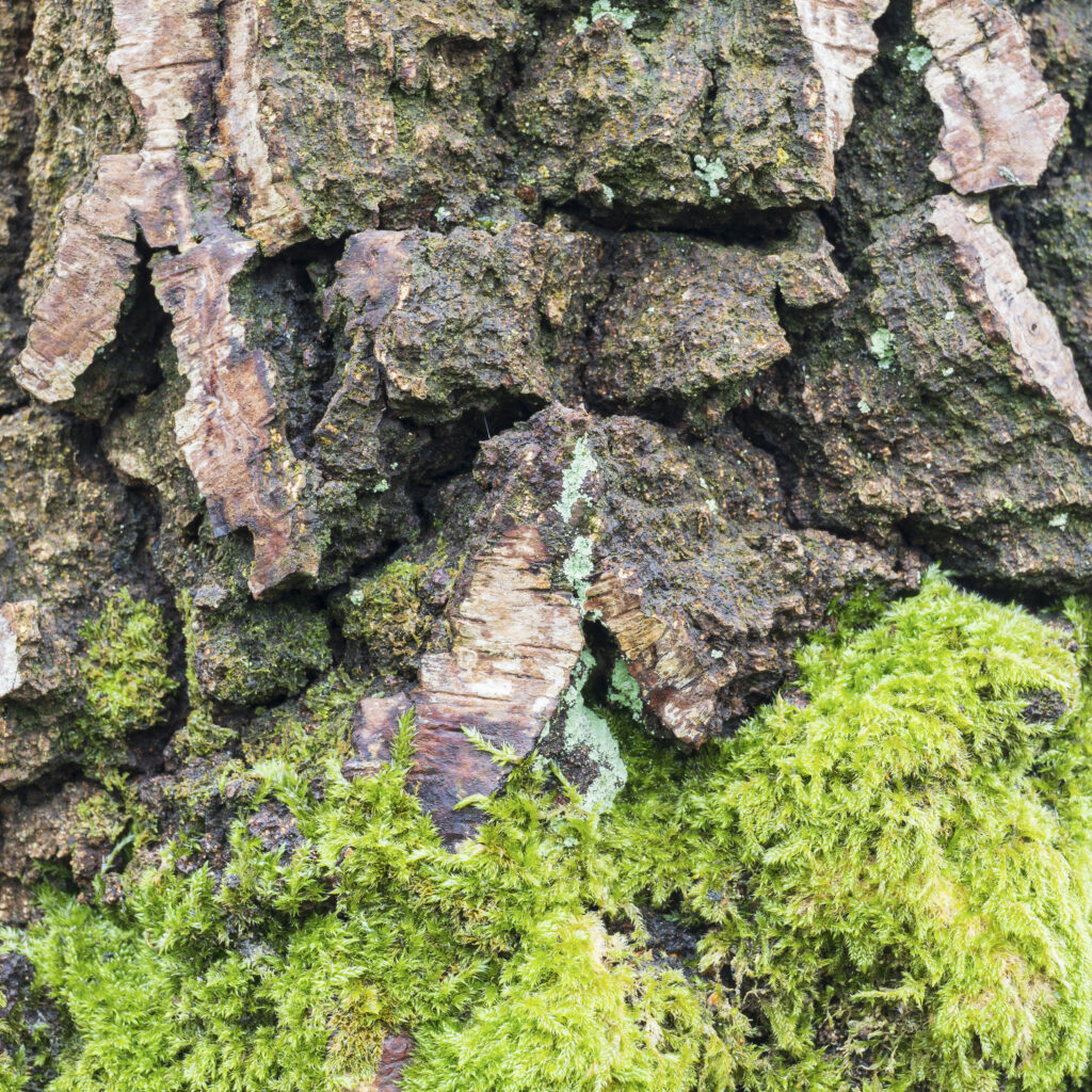 England, West Midlands, Kinver Edge. Abstract view of woodland at Kinver Edge, a popular walking location near Stourbridge.