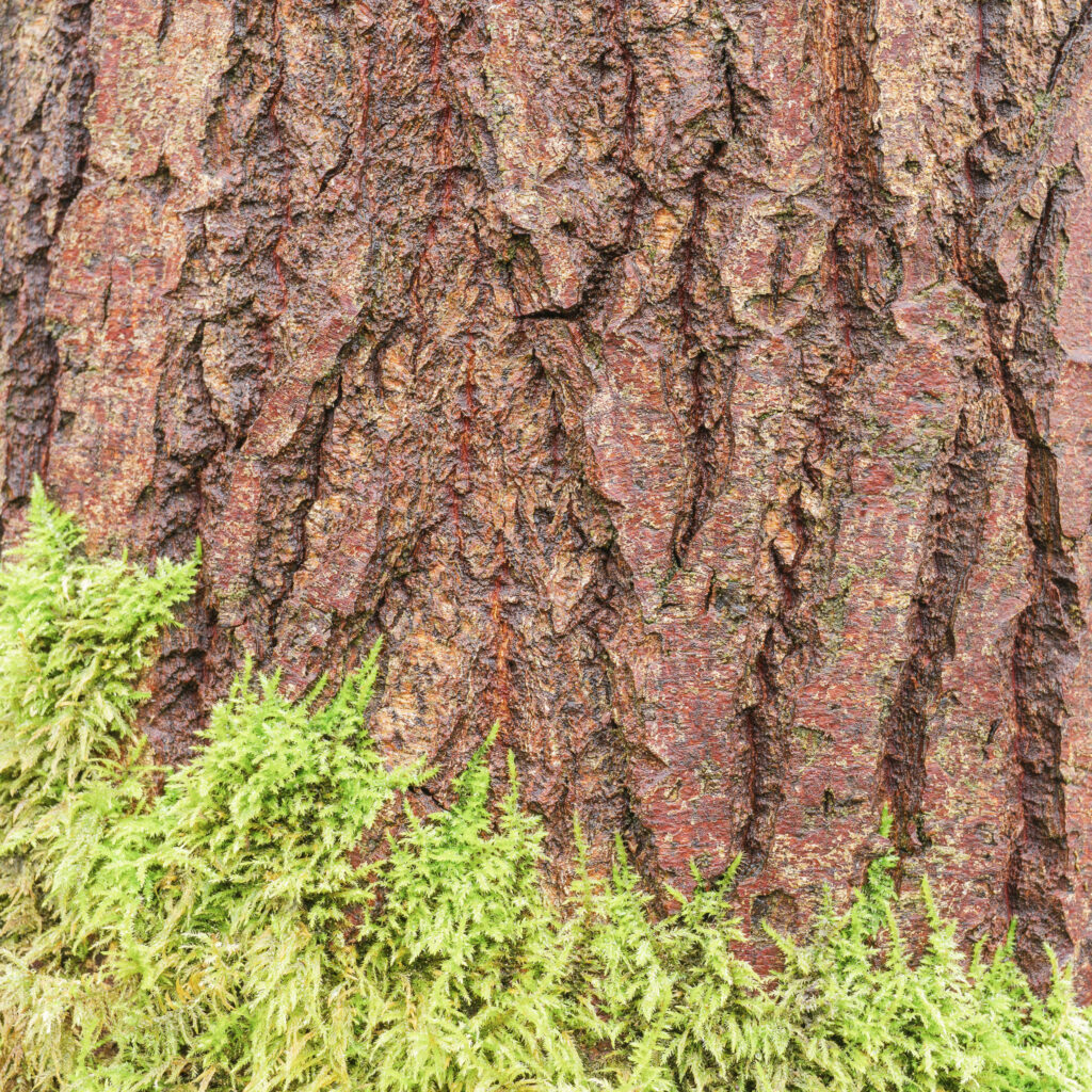 England, West Midlands, Kinver Edge. Abstract view of woodland at Kinver Edge, a popular walking location near Stourbridge.