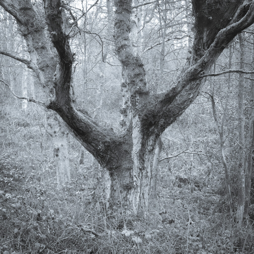 England, West Midlands, Kinver Edge. Pocket of woodland at Kinver Edge, a popular walking location near Stourbridge.