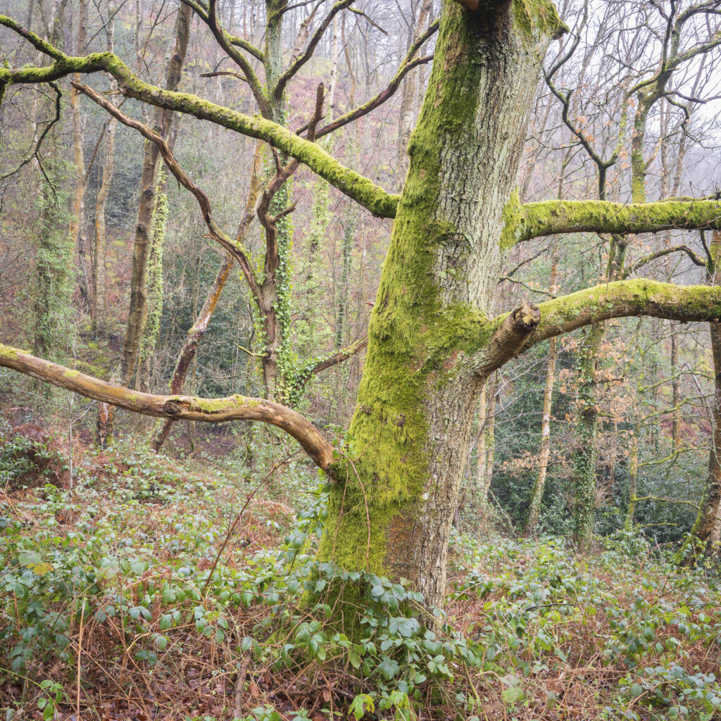 England, West Midlands, Kinver Edge. Pocket of woodland at Kinver Edge, a popular walking location near Stourbridge.