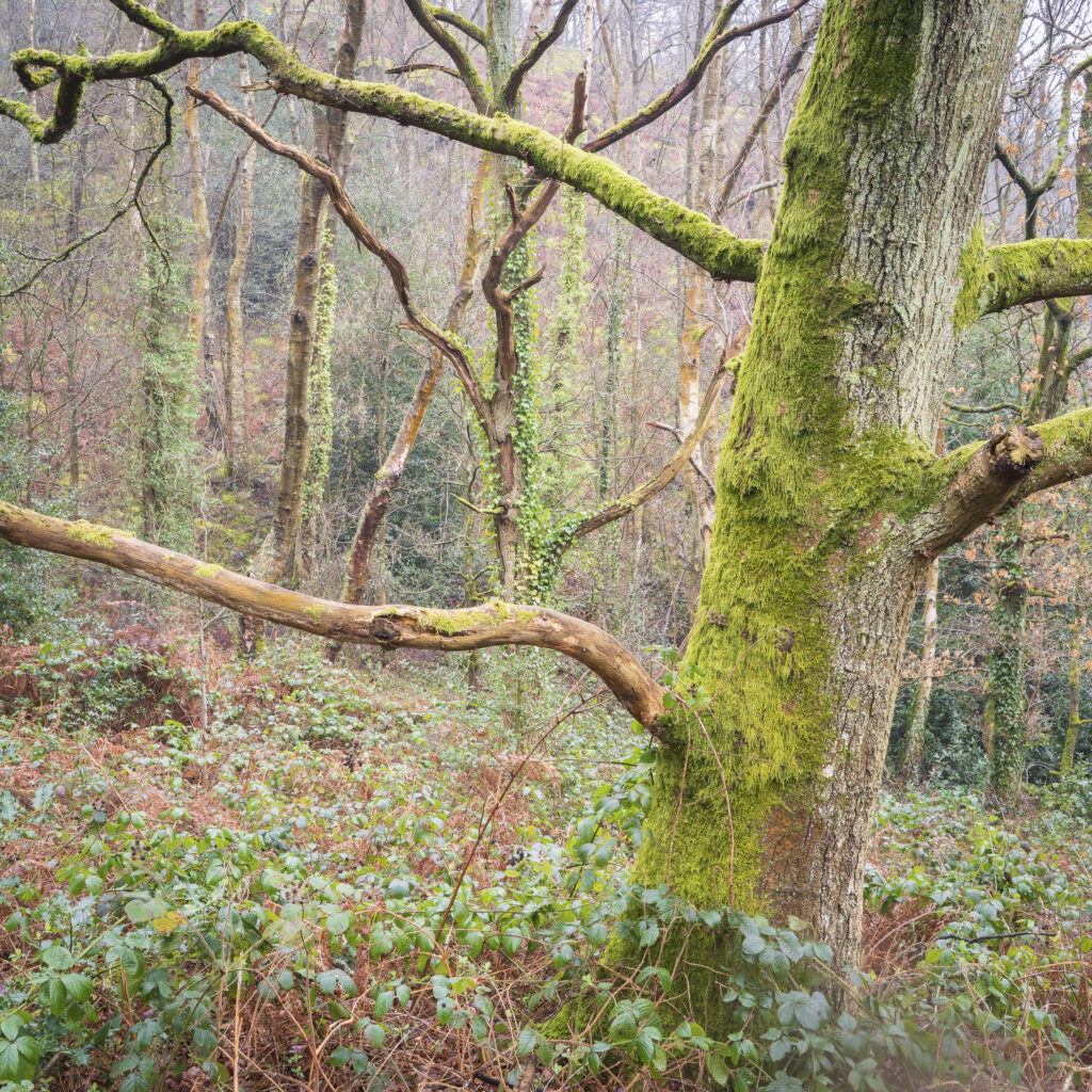England, West Midlands, Kinver Edge. Pocket of woodland at Kinver Edge, a popular walking location near Stourbridge.