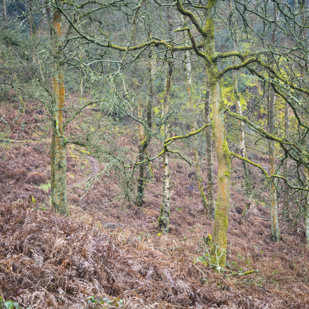 England, West Midlands, Kinver Edge. Pocket of woodland at Kinver Edge, a popular walking location near Stourbridge.
