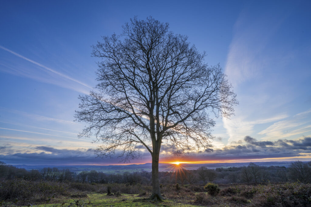 England, West Midlands, Kinver. Tree at sunrise on the heathland of Kiver Edge - once the location of an Iron Age Hillfort