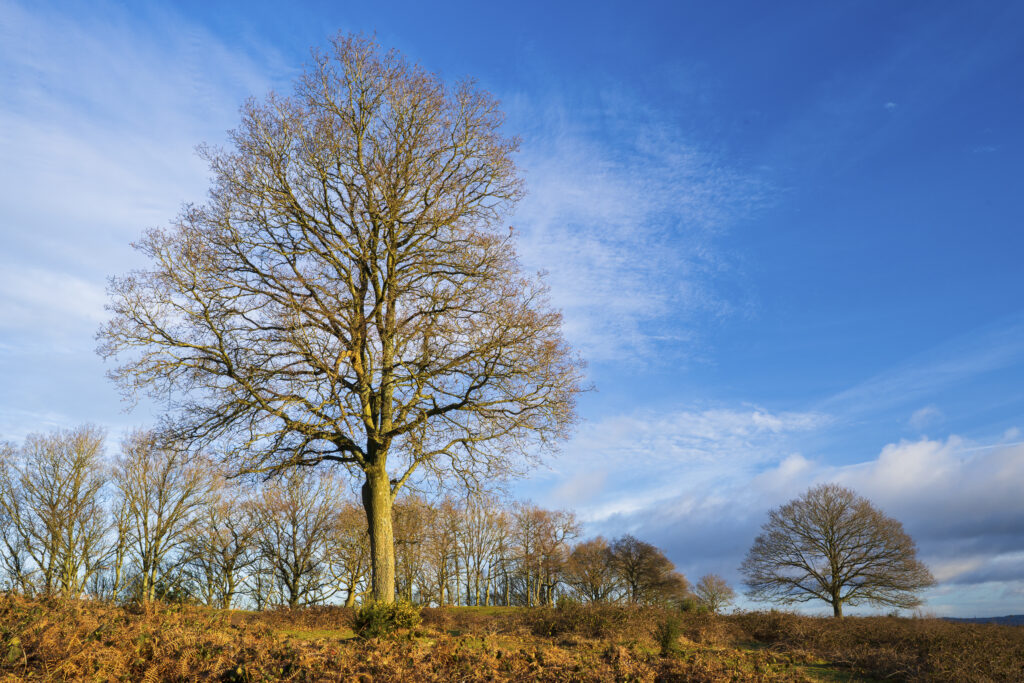 England, West Midlands, Kinver. Trees on the heathland of Kiver Edge - once the location of an Iron Age Hillfort