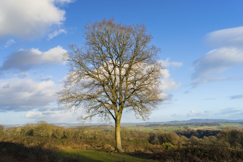 England, West Midlands, Kinver. Trees on the heathland of Kiver Edge - once the location of an Iron Age Hillfort