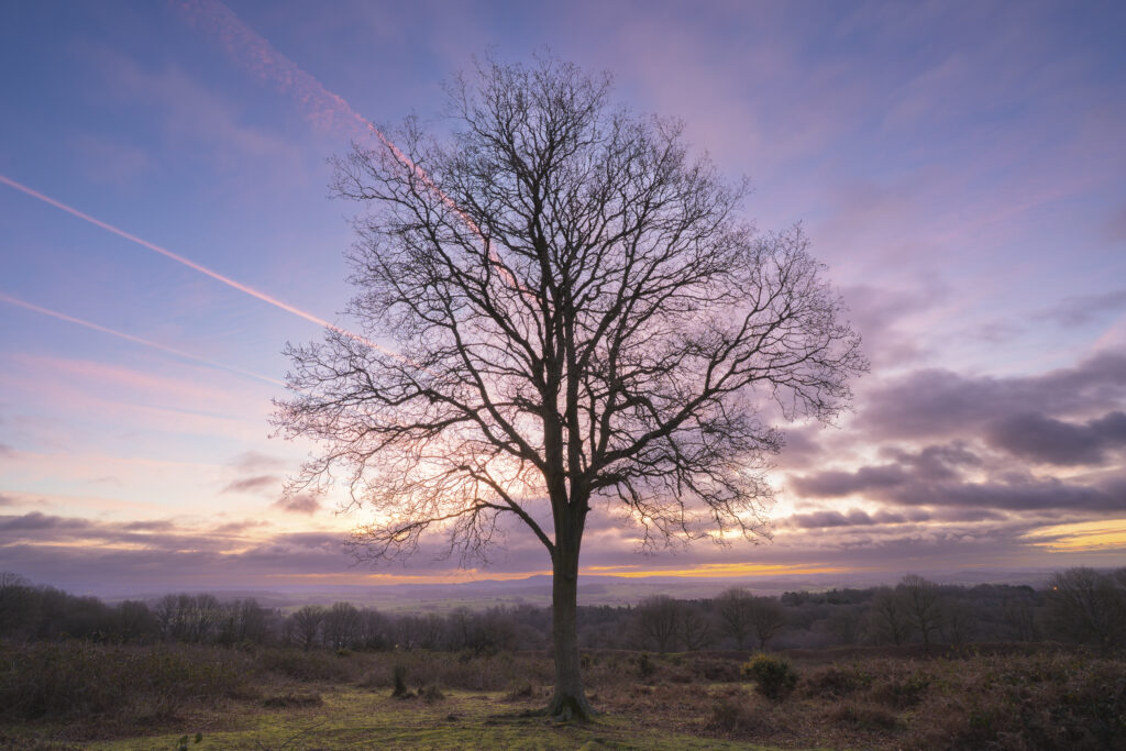 England, West Midlands, Kinver. Tree at sunrise on the heathland of Kiver Edge - once the location of an Iron Age Hillfort