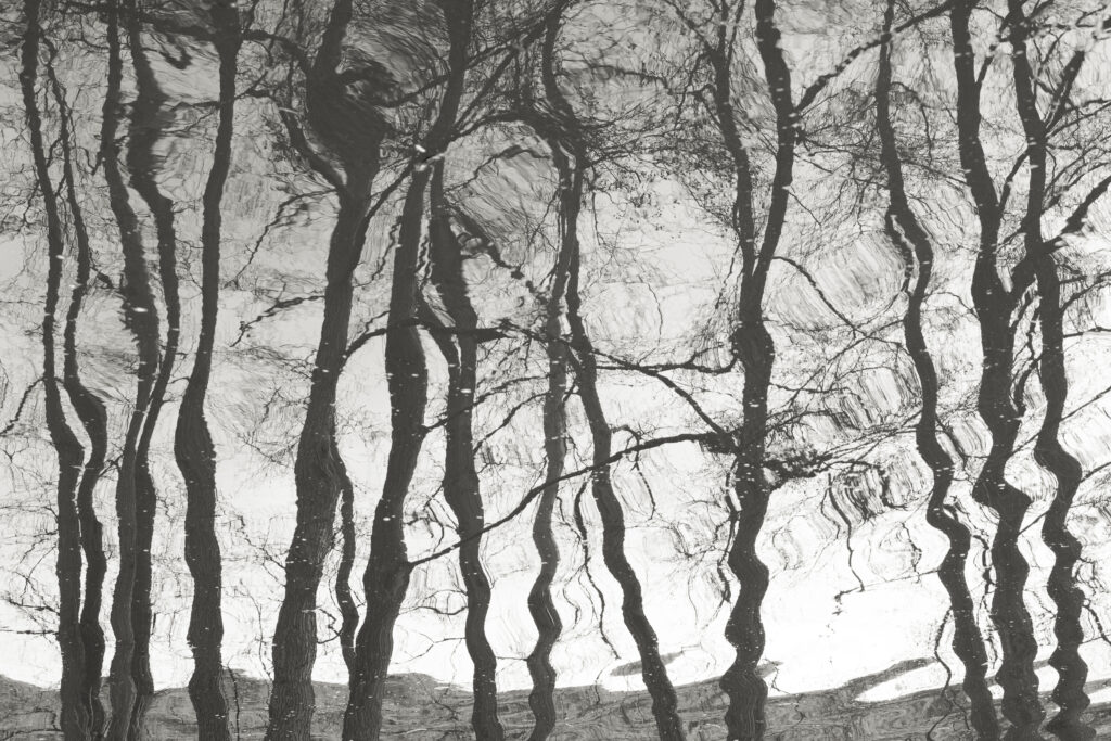 England, West Midlands, Kinver. Riverbank trees reflected on the Staffordshire and Worcestershire Canal near Kinver