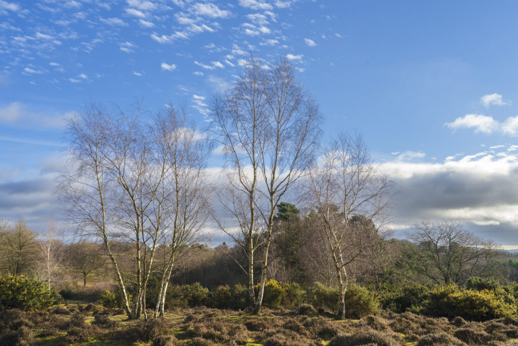 England, West Midlands, Kinver. Trees on the heathland of Kiver Edge - once the location of an Iron Age Hillfort