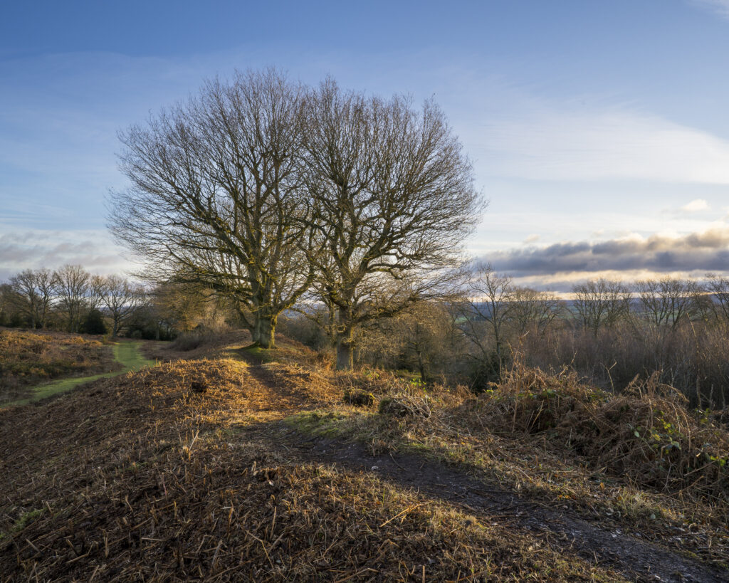 England, West Midlands, Kinver. Trees on the heathland of Kiver Edge - once the location of an Iron Age Hillfort