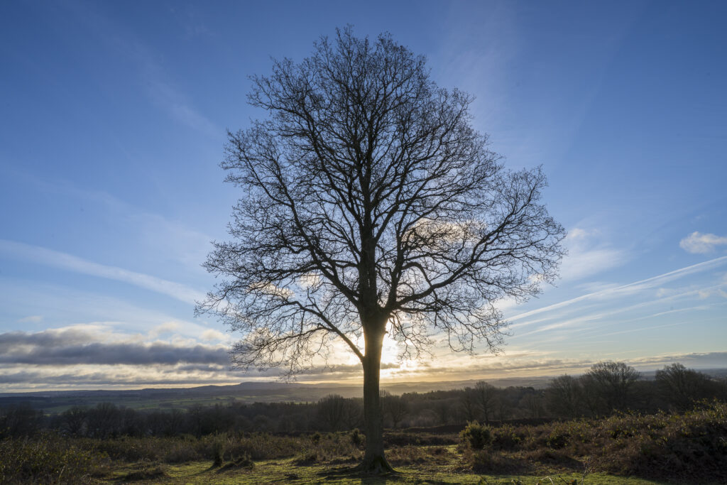 England, West Midlands, Kinver. Tree at sunrise on the heathland of Kiver Edge - once the location of an Iron Age Hillfort