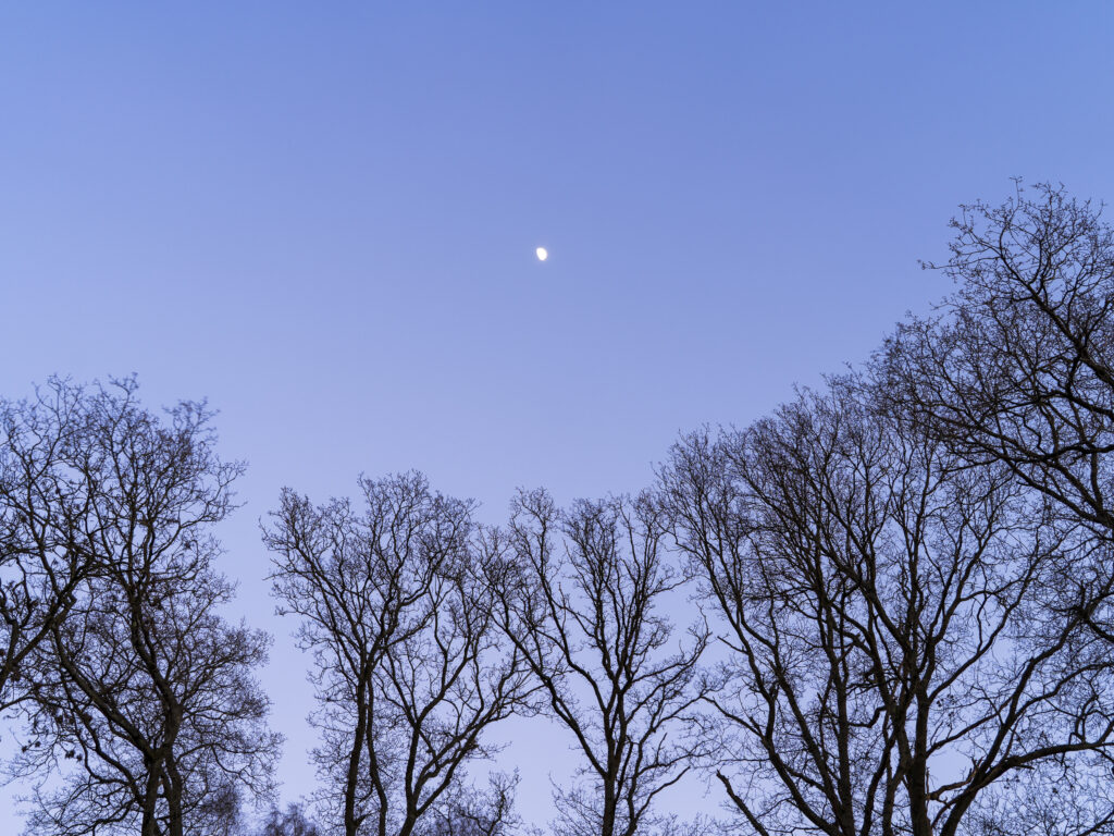 England, West Midlands, Kinver Edge. Pocket of woodland at Kinver Edge, a popular walking location near Stourbridge.