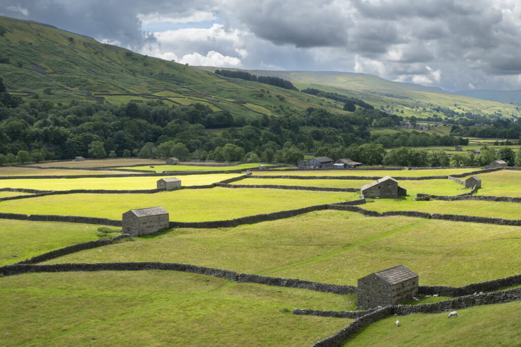 England, North Yorkshire, Yorkshire Dales National Park. Traditional Stone barns and dry stone walls near Gunnerside in Swaledale.