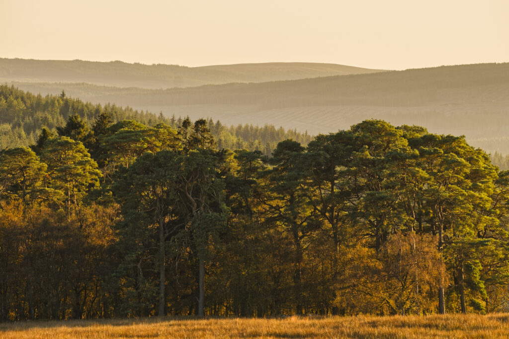 England, Northumberland, Kielder Forest. Late afternoon light illuminates woodland on the Kielder Forest Drive.