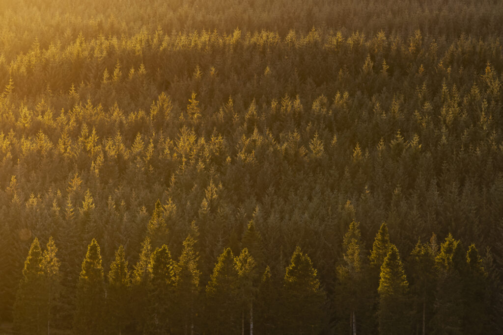 England, Northumberland, Kielder Forest. Late evening light illuminates the trees of the Kielder forest plantation.