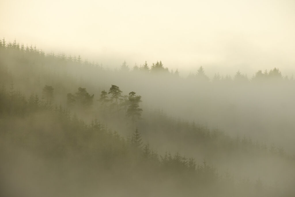 England, Northumberland, Kielder Forest. As the early morning mist slowly rises, it unveils the vast, sprawling woodlands of Kielder Forest.