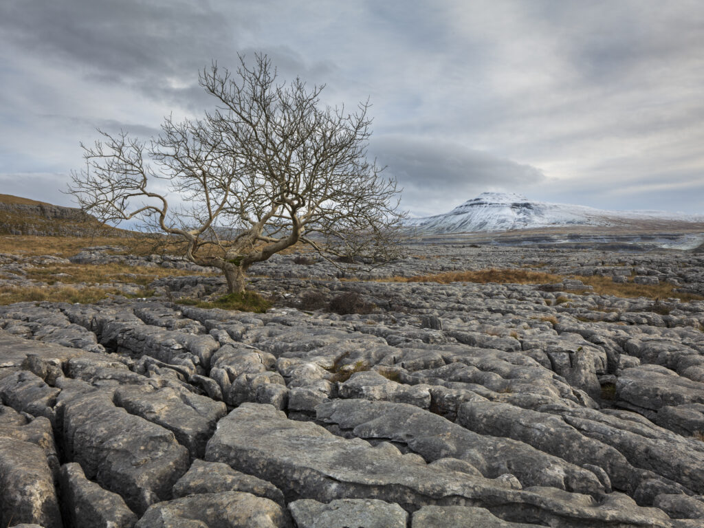 England, North Yorkshire, Yorkshire Dales National Park. A single tree in the limestone pavement known as Twisleton Scars with Ingleborough in the distance.