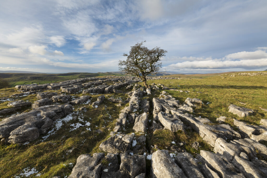 England, North Yorkshire, Yorkshire Dales National Park. Limestone pavement and a single tree at Winskill Stones Nature Reserve in the Yorkshire Dales.