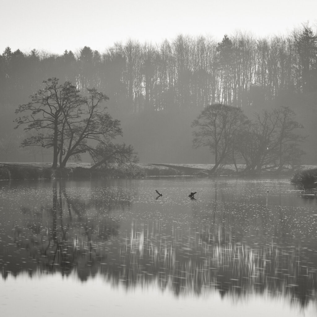 England, Northumberland, Alnwick. A calm. misty morning on the River Aln near Alnwick Castle.