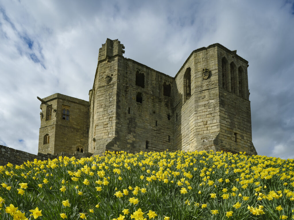 England, Northumberland, Warkworth. A blanket of flowering Daffodils within the grounds of Warkworth Castle, situated along the Northumberland Heritage Coast.