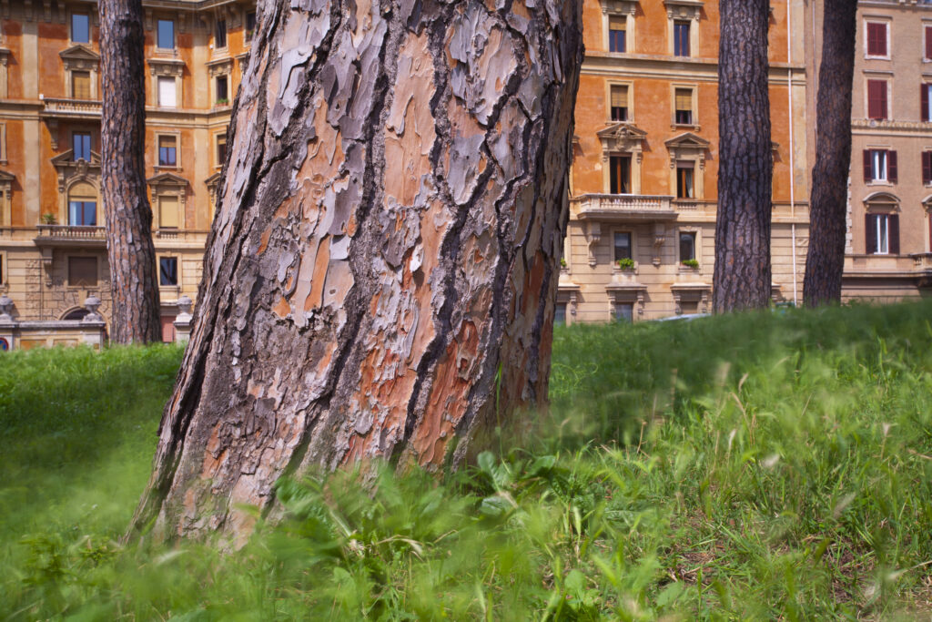 Italy, Lazio, Rome. Woodland and surrounding buildings viewed within the grounds of Castel Sant'Angelo (also known as 'The Mausoleum of Hadrian').