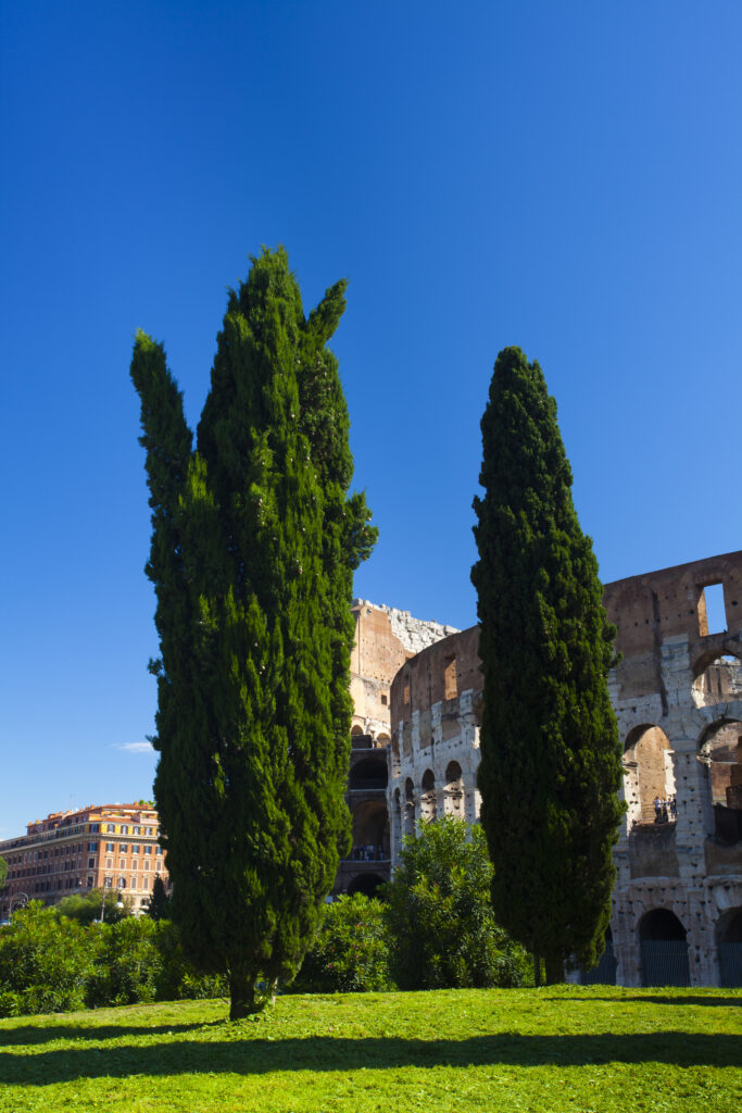 Italy, Lazio, Rome. Trees near the Roman Coliseum, originally known as the Flavian Amphitheatre.