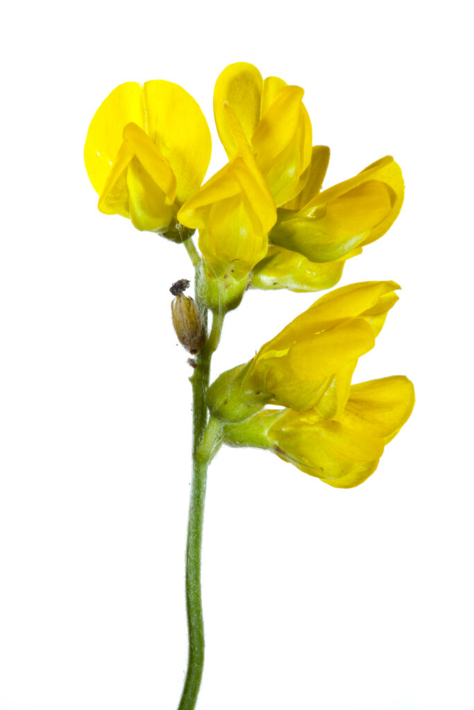 England, Northumberland. Birdsfoot Trefoil (Lotus corniculatus) growing in the county of Northumberland, UK. Photographed outdoors.