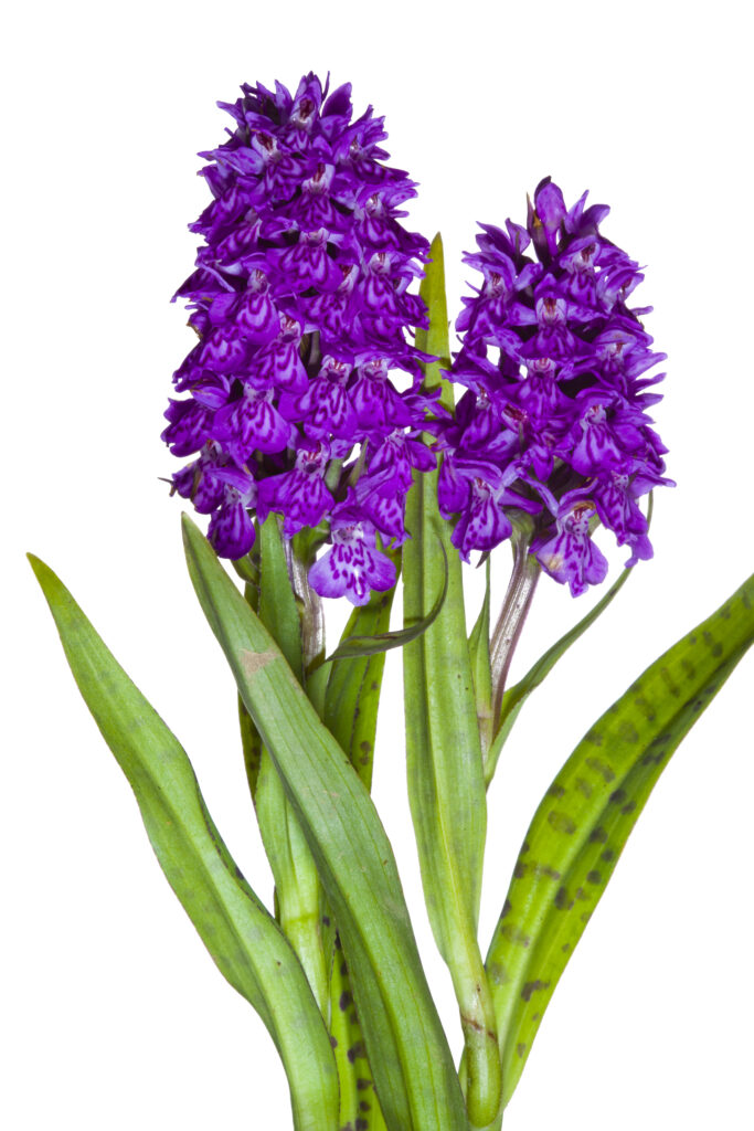 England, Northumberland. Northern Marsh Orchid (Dactylorhiza purpurella) growing in the county of Northumberland, UK. Photographed outdoors.