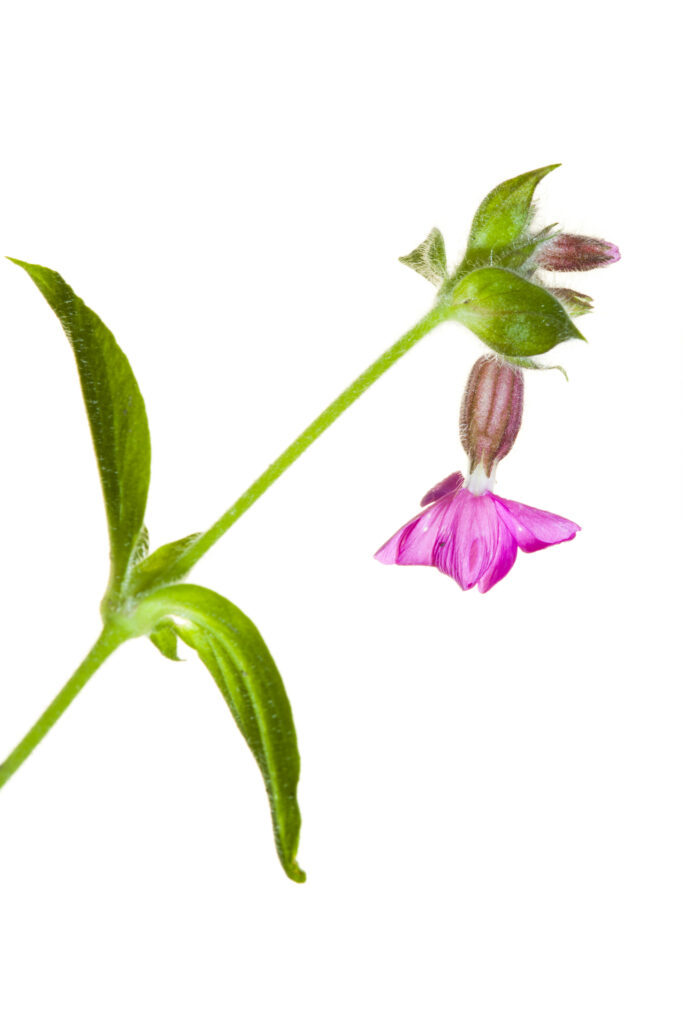England, Northumberland. Red Campion (Melandrium rubrum) growing in the county of Northumberland, UK. Photographed outdoors.
