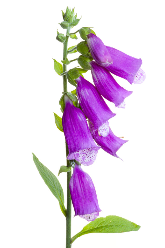 England, Northumberland. Foxglove (Digitalis purpurea) growing in the county of Northumberland, UK. Photographed outdoors.