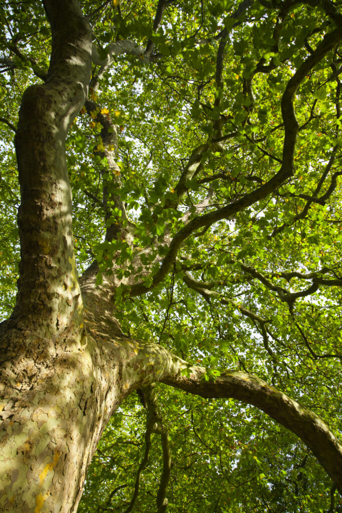 England, Greater London, City of Westminster. Detail shot of a tree in Hyde Park (Royal Garden), London, during Fall.