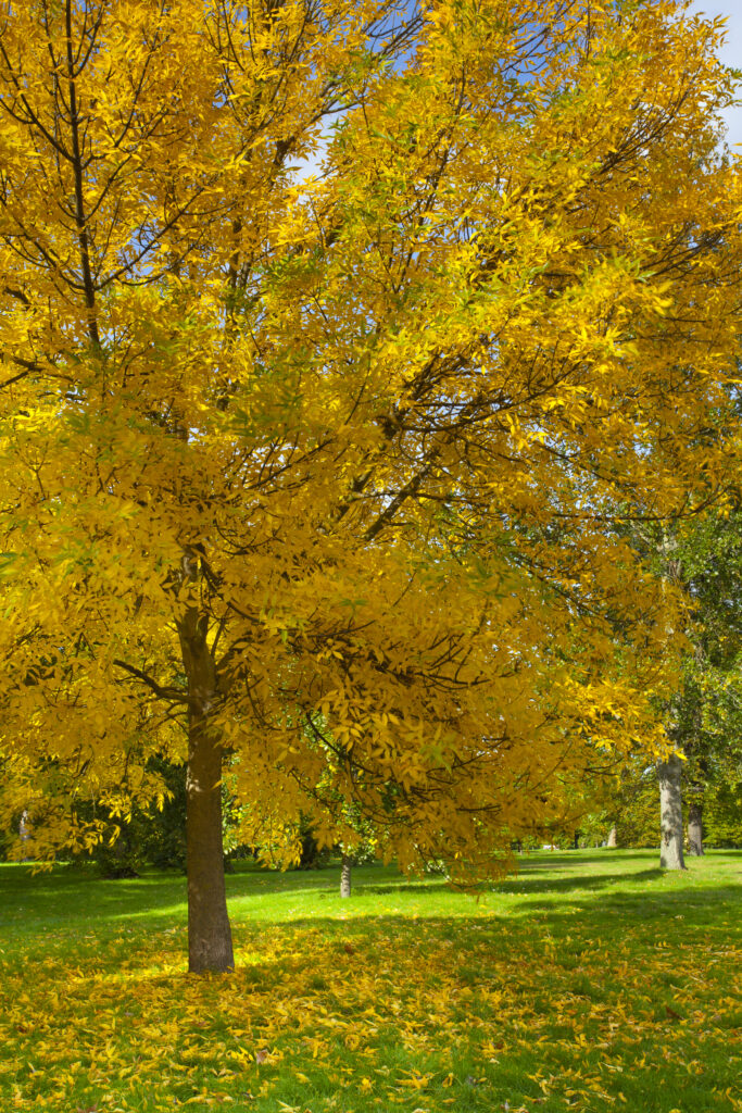 England, Greater London, City of Westminster. Autumnal colours of a Sycamore Tree in Hyde Park (Royal Garden), London, during Fall.
