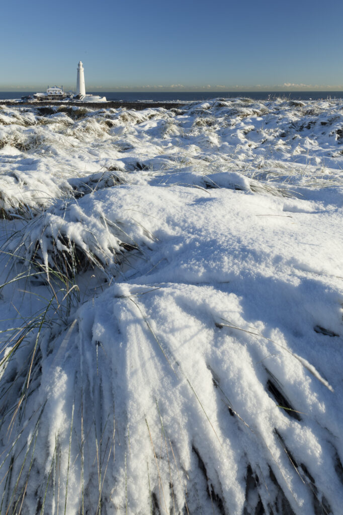 England, Tyne and Wear, St Mary's Island and Lighthouse. Snow covered Tussock grass on the North Tyneside coast near the city of Newcastle Upon Tyne.