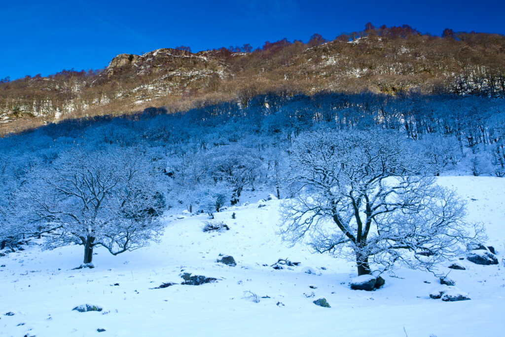 England, Cumbria, The Lake District. Snow covered trees in the Stonethwaite Valley.