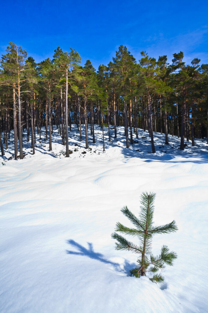 Scotland, Scottish Highlands, Cairngorms National Park. Snow covered Fir trees and Scots Pines in the Rothiemurchus Estate near Aviemore.