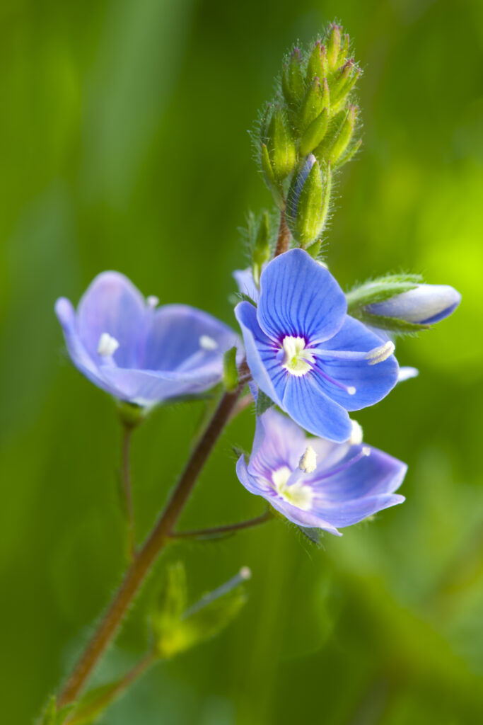 England, Northumberland. Germander Speedwell (Veronica chamaedrys) found in a residential garden.