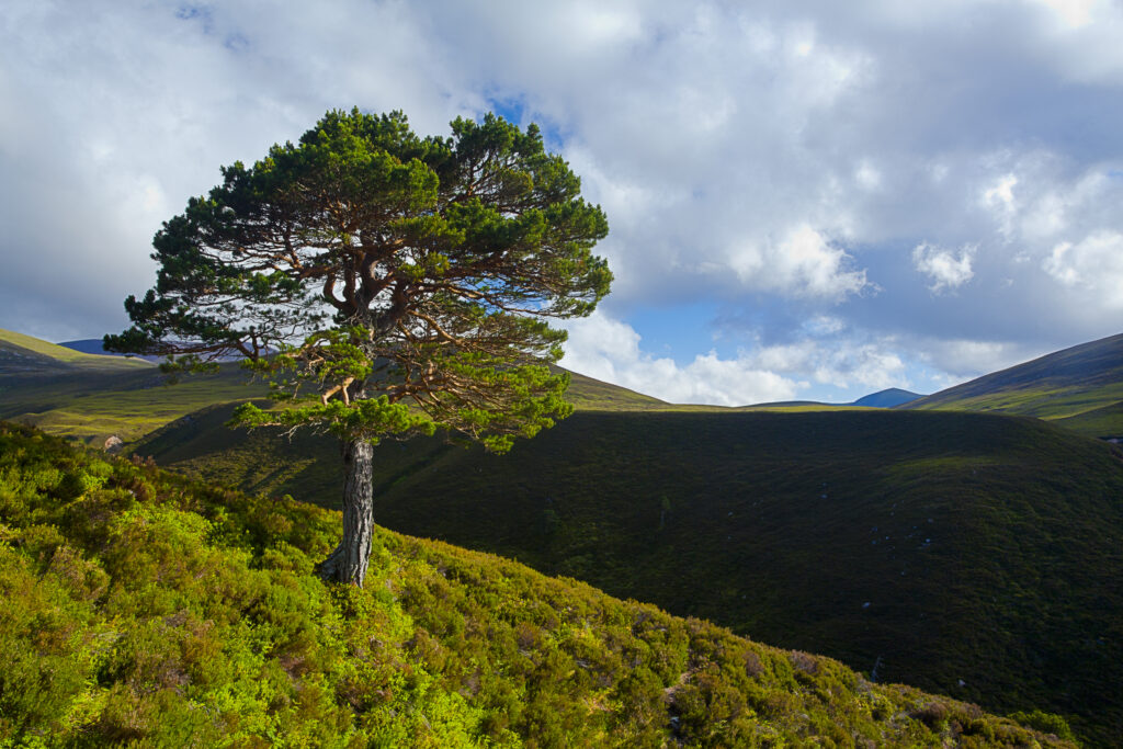 Scotland, Scottish Highlands, Cairngorms National Park. A lone Scots Pine (Pinus sylvestris) on the hills of the Rothiemurchus Estate in the Cairngorms National Park.